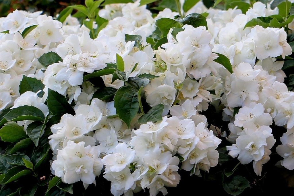 Чубушник Вирджинал С3 Чубушник Вирджинал  С2 Н30