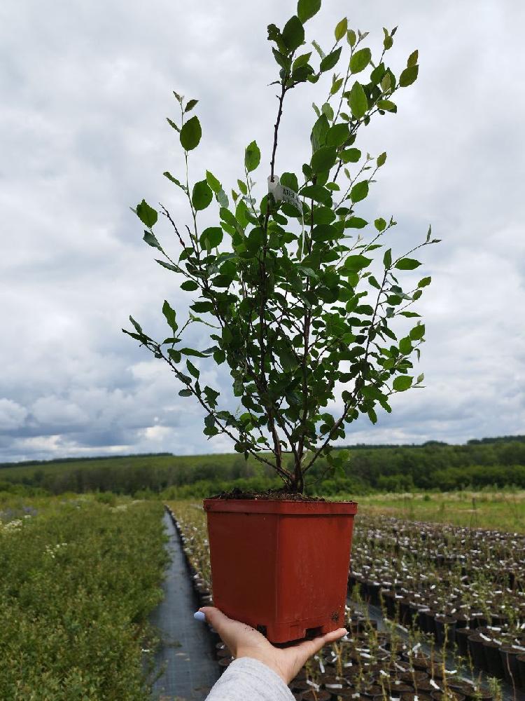 Кизильник блестящий С2 Н20 Кизильник блестящий С2 Н20