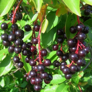 Черемуха Черный блеск С4 H140 Черемуха Черный блеск С4 H140