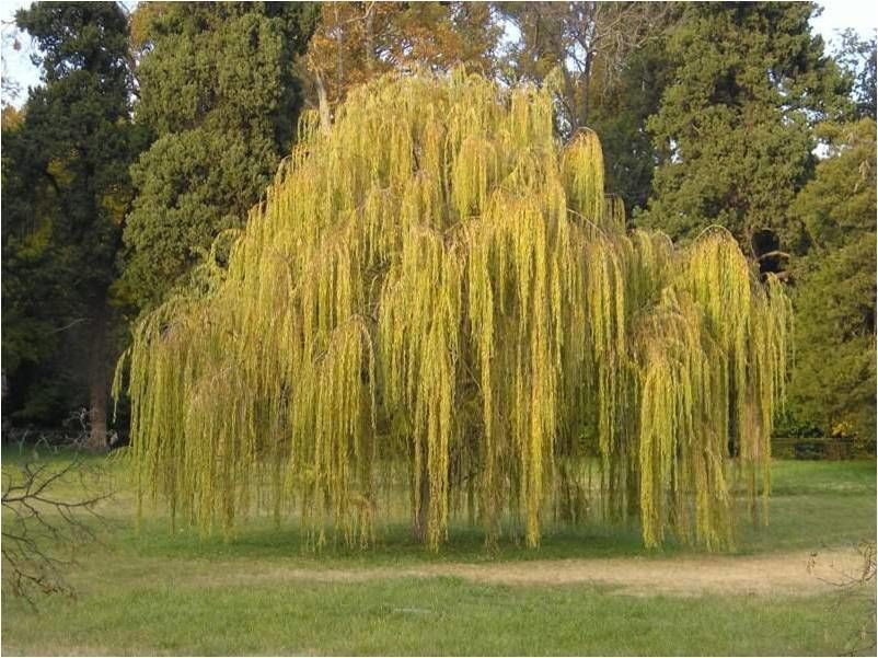 Ива цельнолистная «Хакуро Нишики»  С3 Ива желтокорая С2 Н40