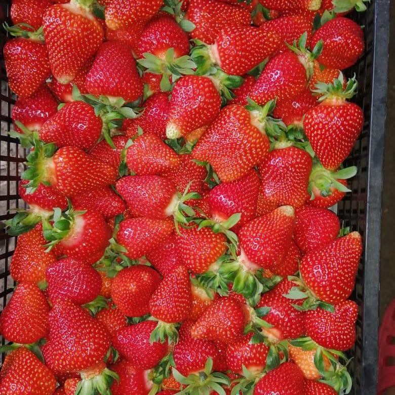 Земляника садовая (клубника) Клери Р9 Земляника садовая (клубника) Клери Р9