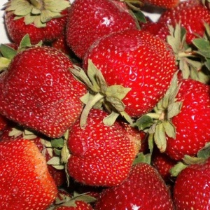 Земляника садовая (клубника) Мармелада С2 Земляника садовая (клубника) Мармелада С2