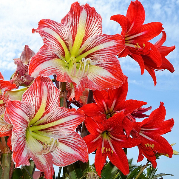 Амаралис С1 Амаралис С1