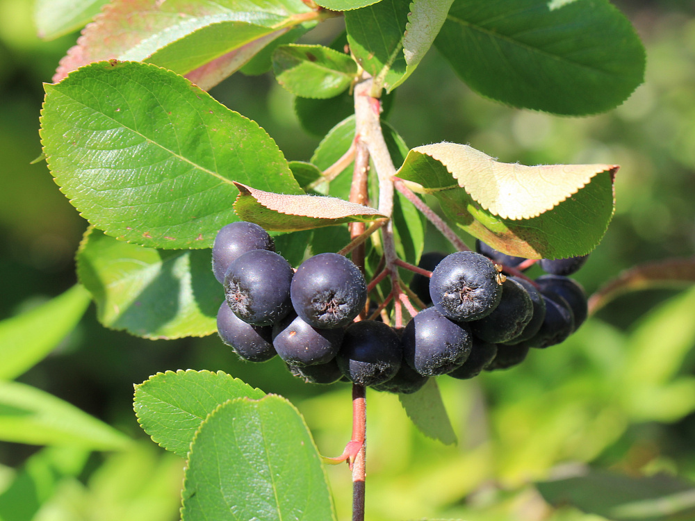 Рябина черноплодная С2 Н40 Рябина черноплодная С2 Н40