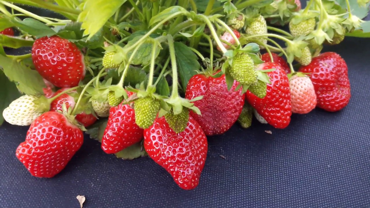 Земляника садовая (клубника) АЗИЯ кассета 6 Земляника садовая (клубника) АЗИЯ кассета 6