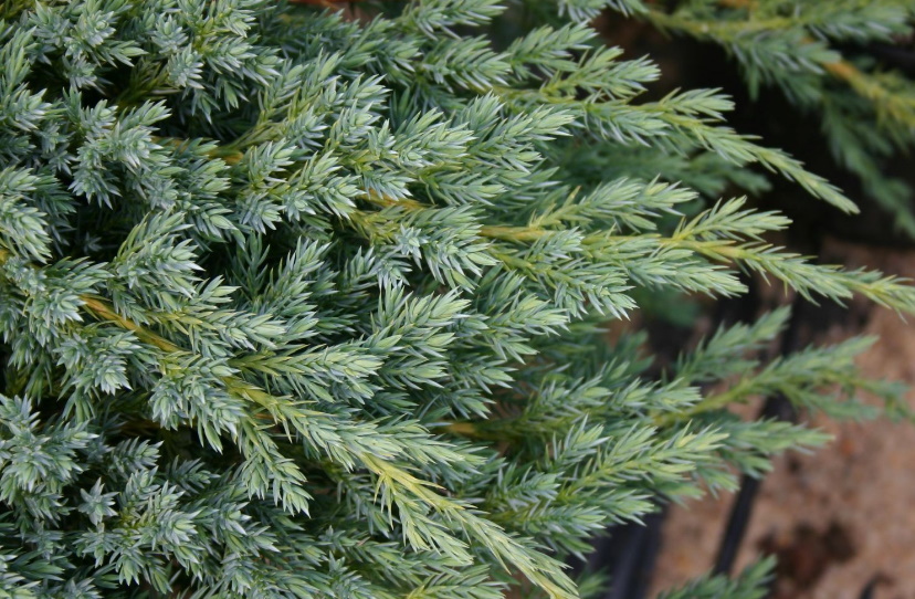 Можжевельник чешуйчатый Блю Карпет С2 Н20 Можжевельник чешуйчатый Блю Карпет С2 Н20