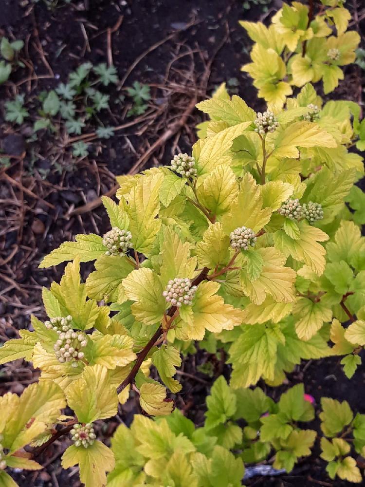 Пузыреплодник сорт Ангел Голд Р9 Н15 Пузыреплодник сорт Ангел Голд  Р9 Н15