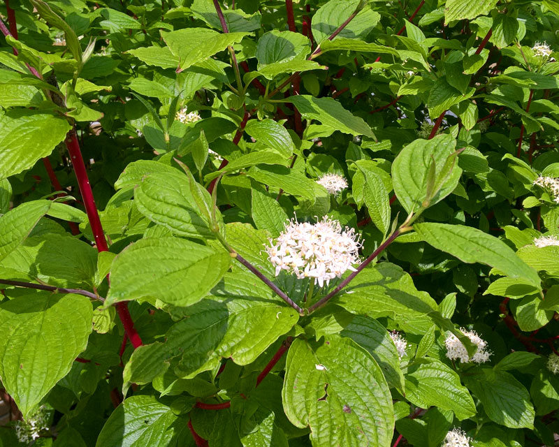 Дерен кроваво-красный Грин Лайт С2 Н40 Дерен кроваво-красный Грин Лайт С2 Н40