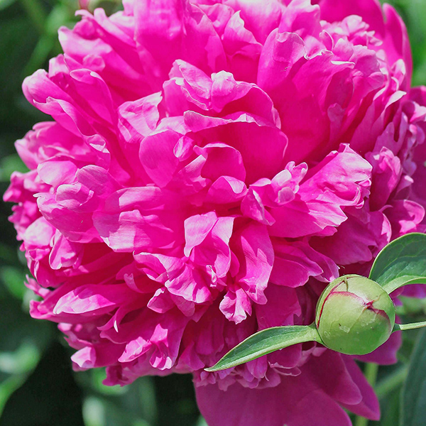 Пион травянистый Феликс Краузе С2 Пион травянистый Феликс Краузе С2