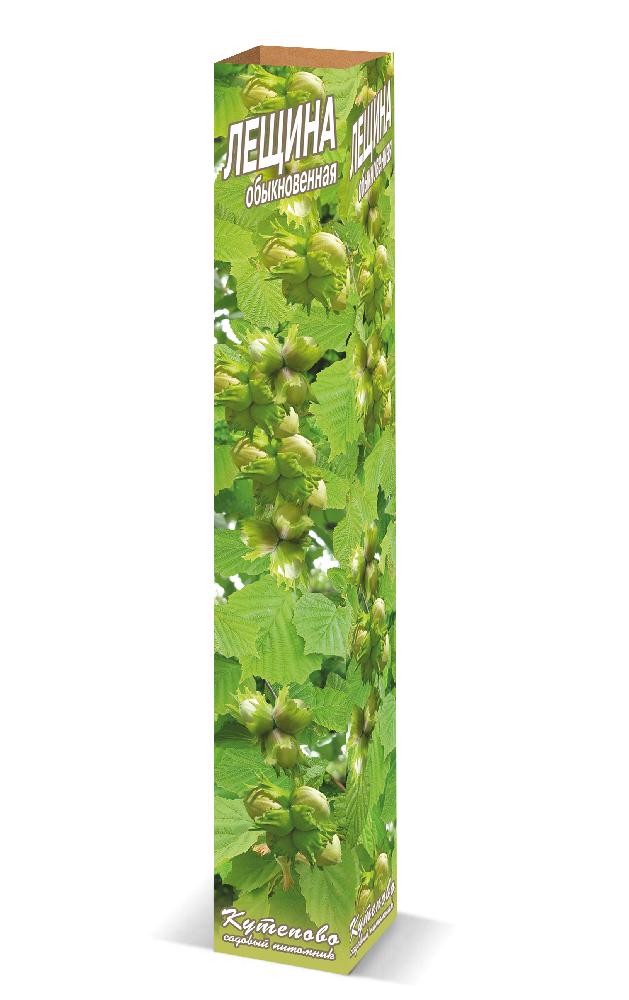 Лещина обыкновенная в коробке Лещина обыкновенная в коробке