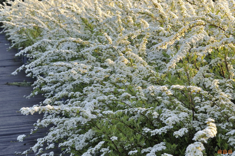 Спирея серая Грефшайм С2 Н30 Спирея серая  Грефшайм С2 Н30