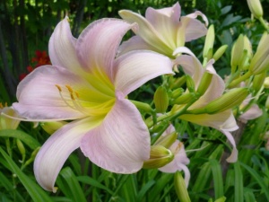 Лилейник Катарина Вудберри С1 Лилейник Катарина Вудберри С1