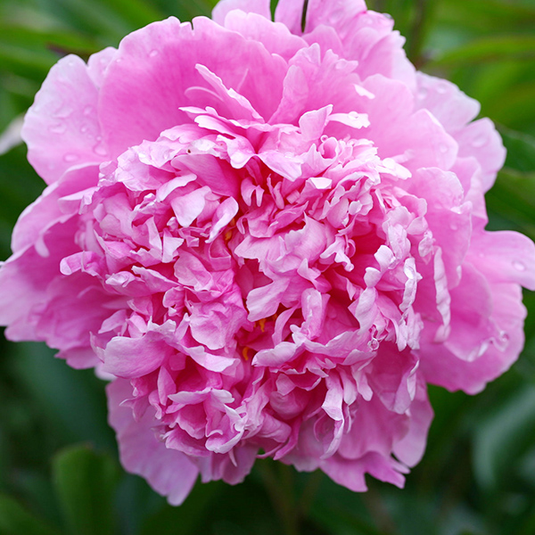 Пион травянистый Александр Флеминг С2 Пион травянистый Александр Флеминг С2