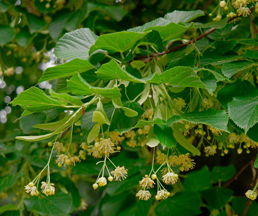 Липа мелколистная С4 Н40 Липа мелколистная С4 Н40