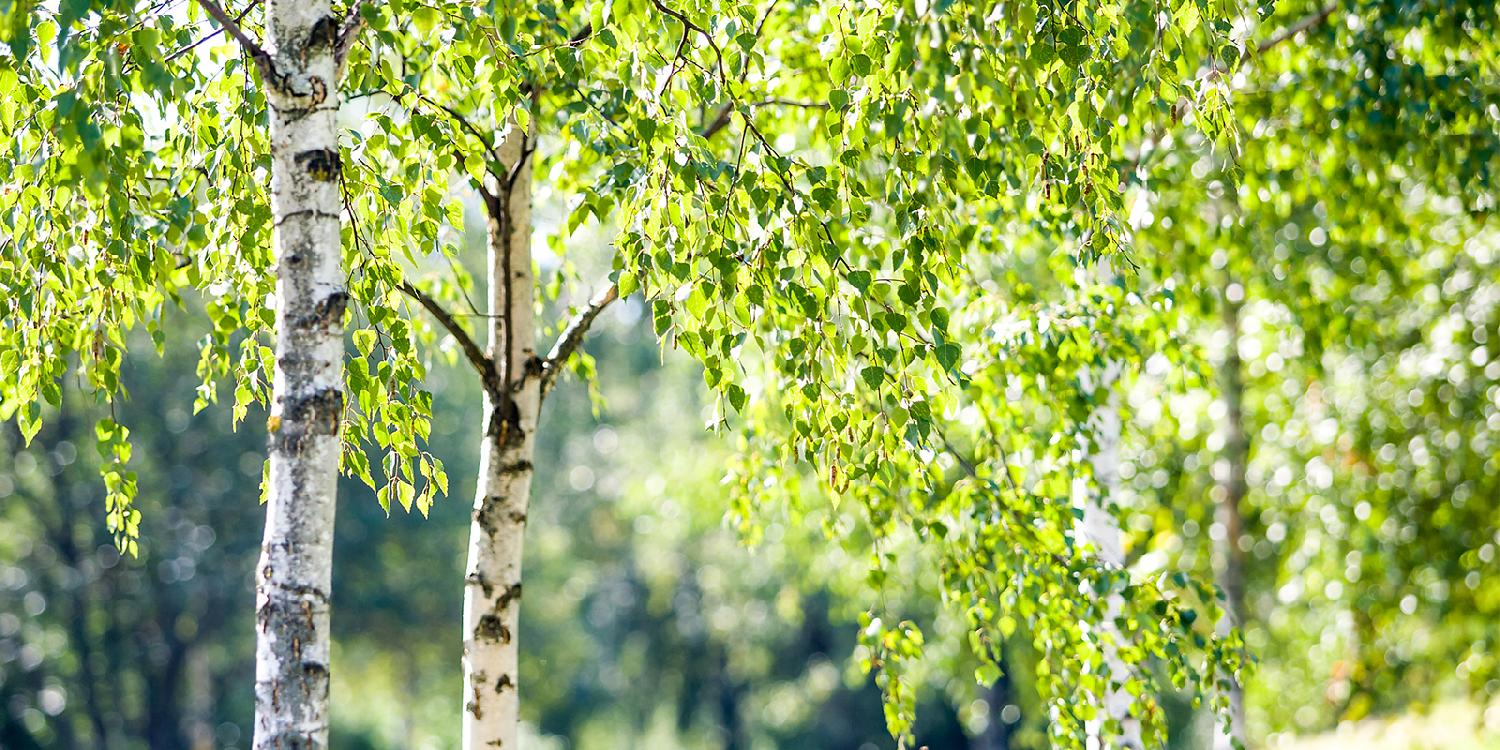 Берёза С2 H40 Берёза С2 H40