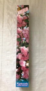 Миндаль в коробке Миндаль в коробке