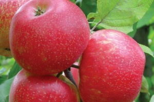Яблоня Хонейкрисп С7 Яблоня Хонейкрисп С4 Н140