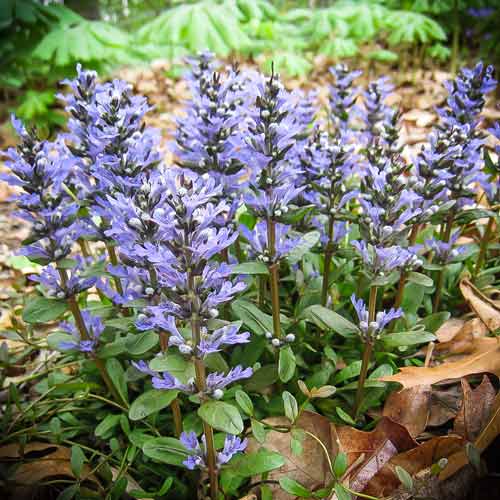 Живучка ползучая С 2,4 Живучка ползучая С 2,4