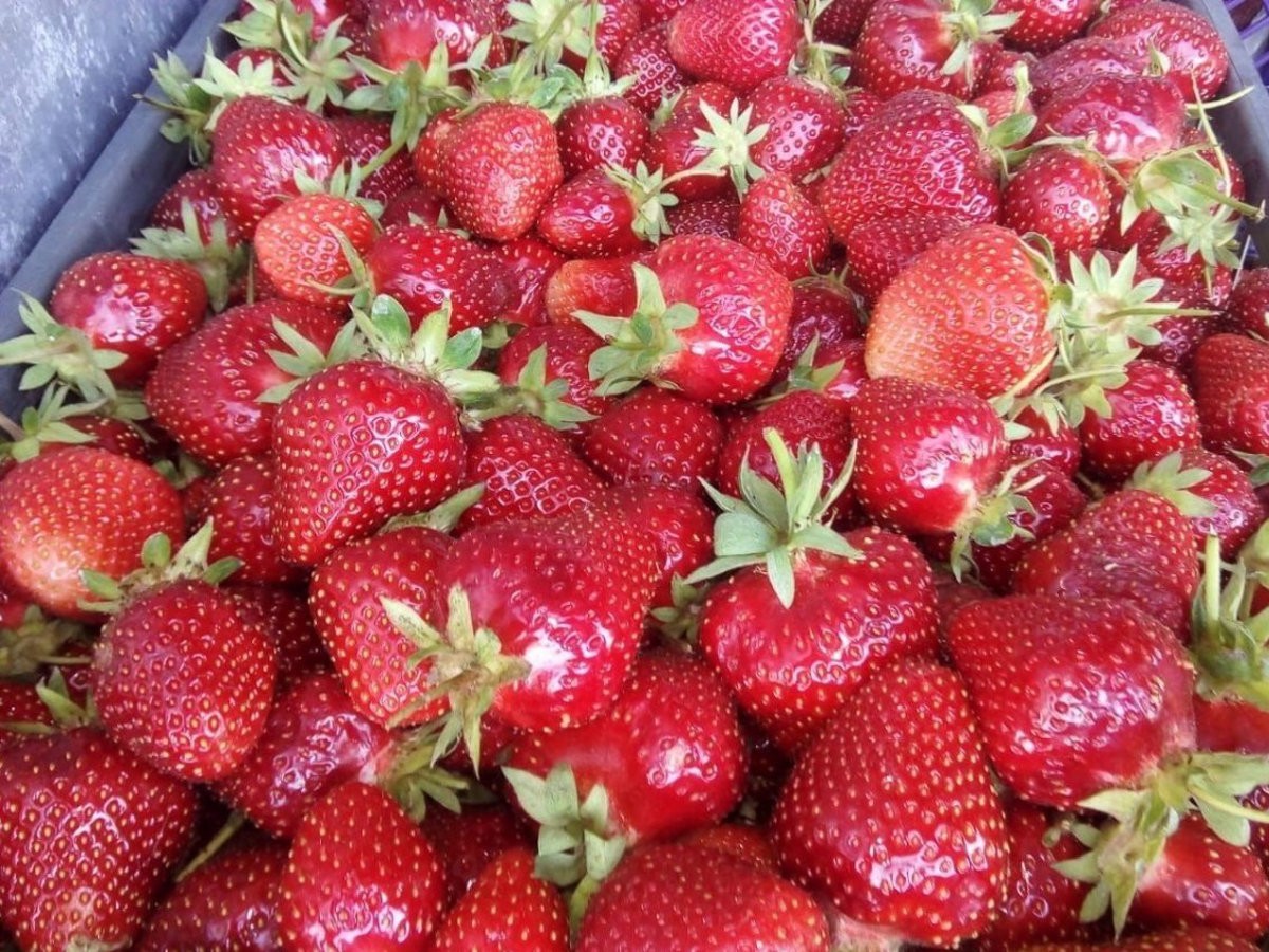 Земляника садовая (клубника) Джоли Р9 Земляника садовая (клубника) Джоли Р9