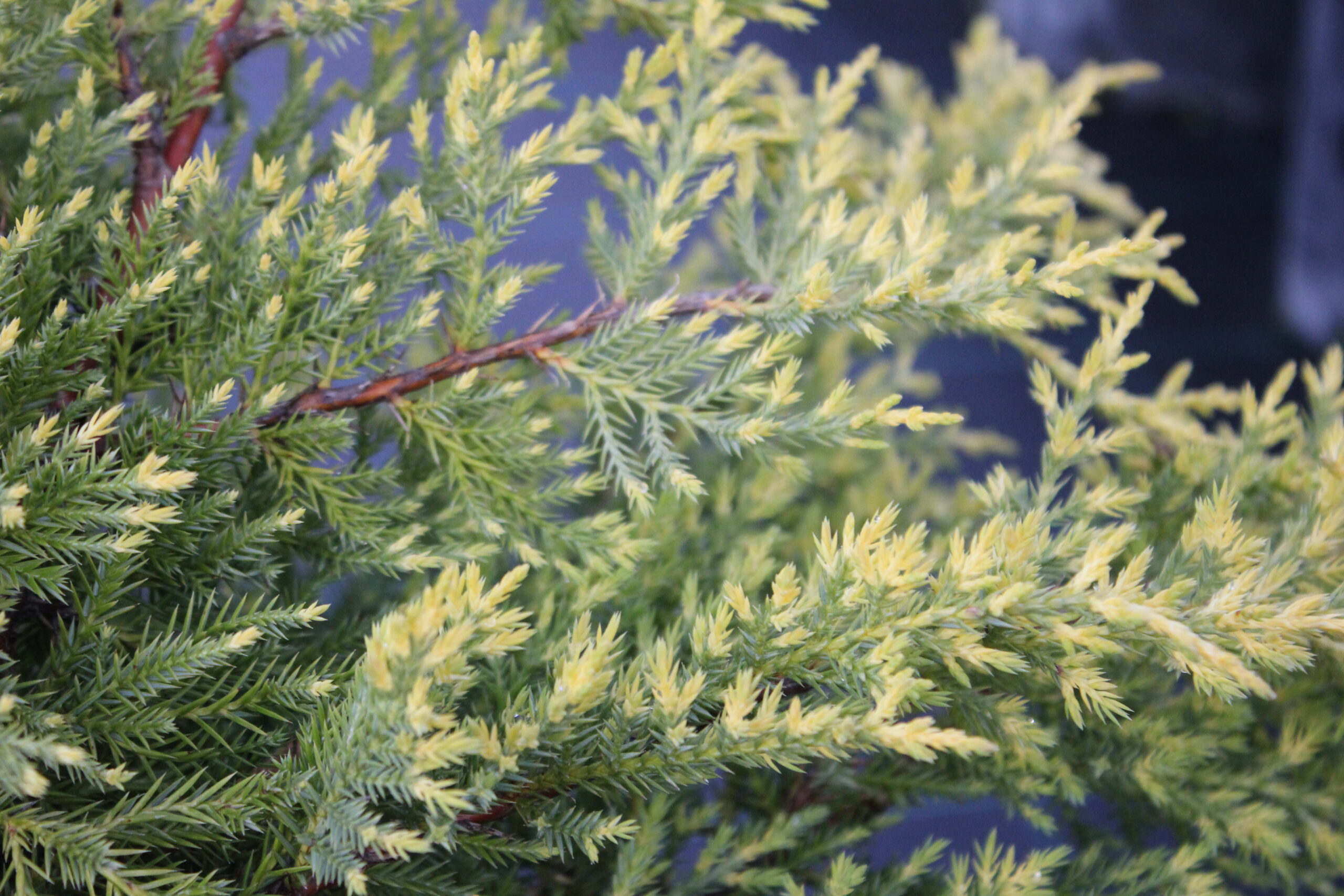 Можжевельник Средний Голд Стар С2 Н30 Можжевельник Средний Голд Стар С2 Н30