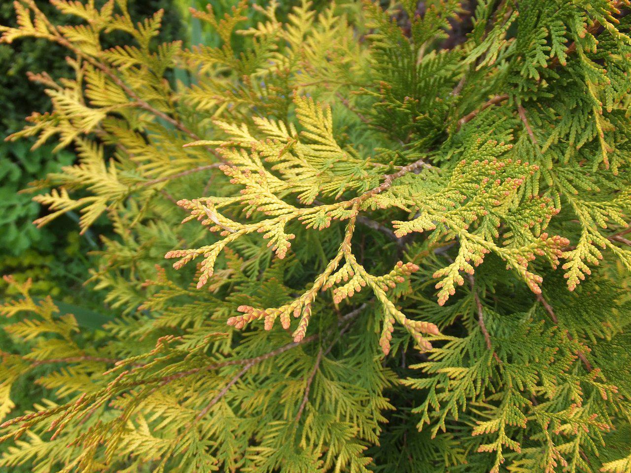 Туя Западная Еллоу Рибон С2 Н30 Туя Западная Еллоу Рибон С2 Н30