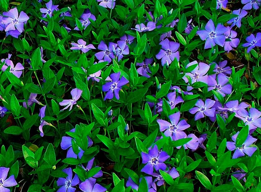 Барвинок С1 Барвинок С1