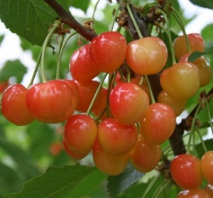 Черешня Итальянка С7 Черешня  Брянская розовая С4 Н140