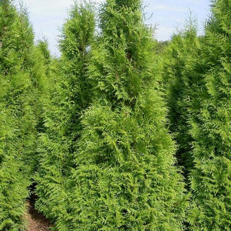 Туя западная Брабант Р9 Туя западная Брабант С2,4 Н30