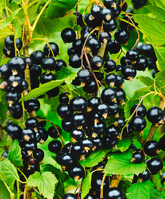 Смородина черная Гулливер С3 Н40 Смородина черная Гулливер С3 Н40