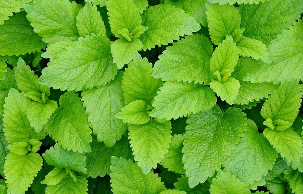 Мелисса Р9 Мелисса Р9