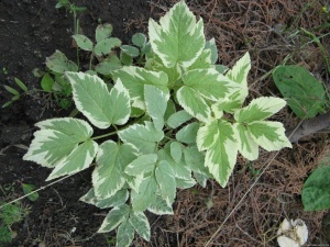 Сныть пестролистная С2 Сныть пестролистная С2