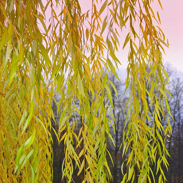 Ива желтокорая (ива золотистоволосистая) С5 Ива желтокорая (ива золотистоволосистая) С5