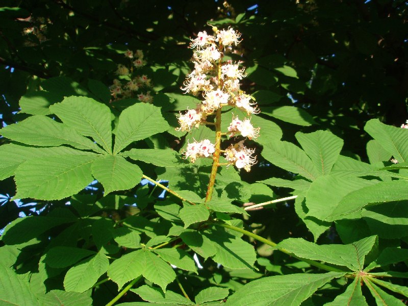 Каштан конский С2 Н20 Каштан конский С2 Н20