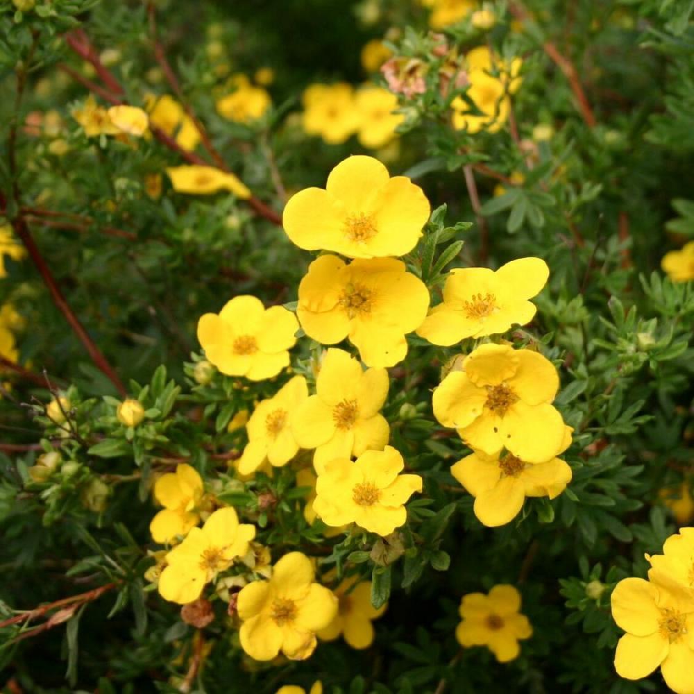 Лапчатка Голд Фингер Р9 Лапчатка Голд Фингер Р9