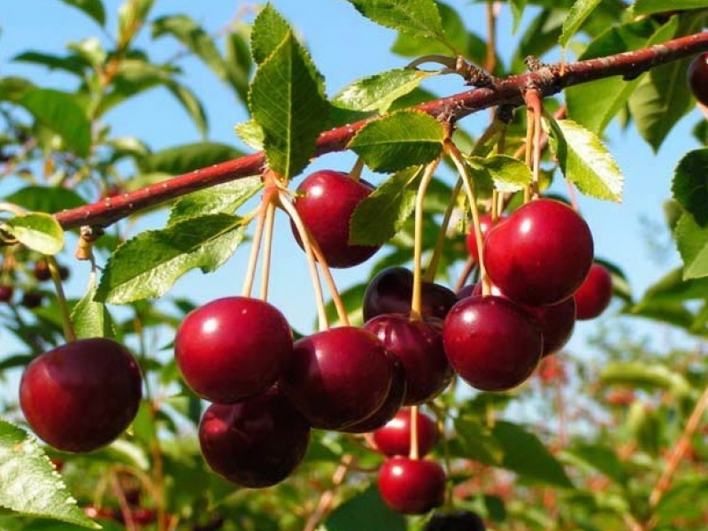 Вишня Молодежная С7 Вишня Молодежная С4 Н180