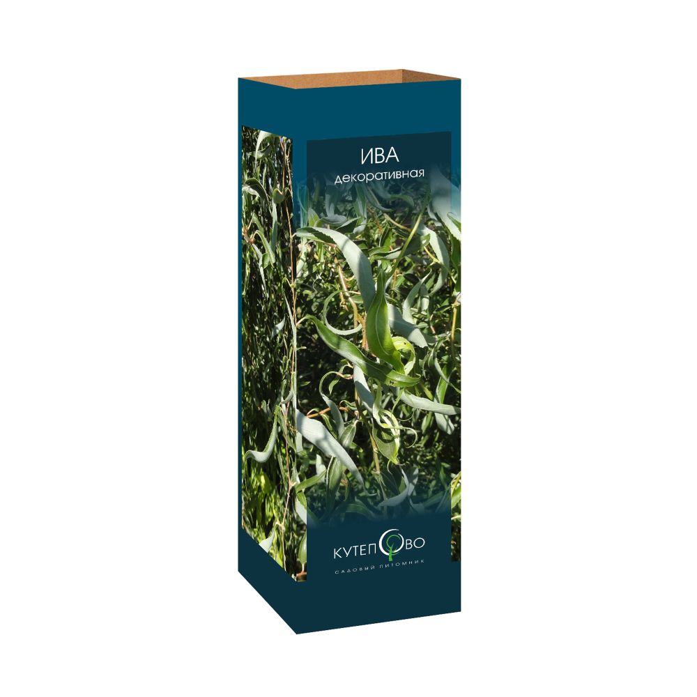 Ива пурпурная нана в коробке Ива пурпурная нана в коробке