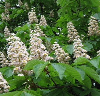 Каштан в коробке Каштан в коробке