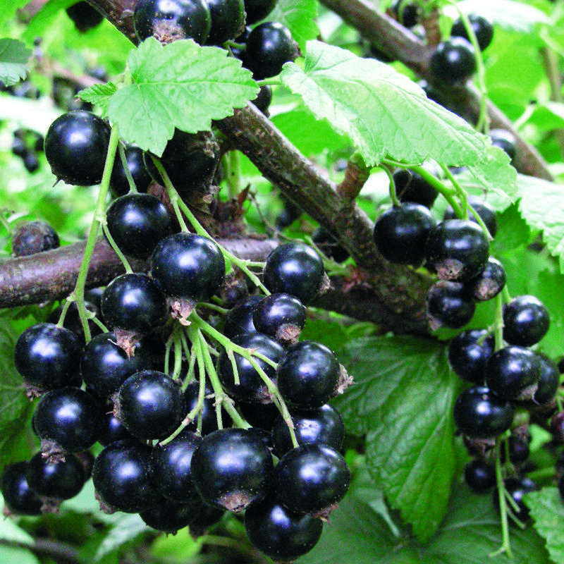 Смородина черная Селеченская, С3 Н50 Смородина черная Селеченская, С3 Н50