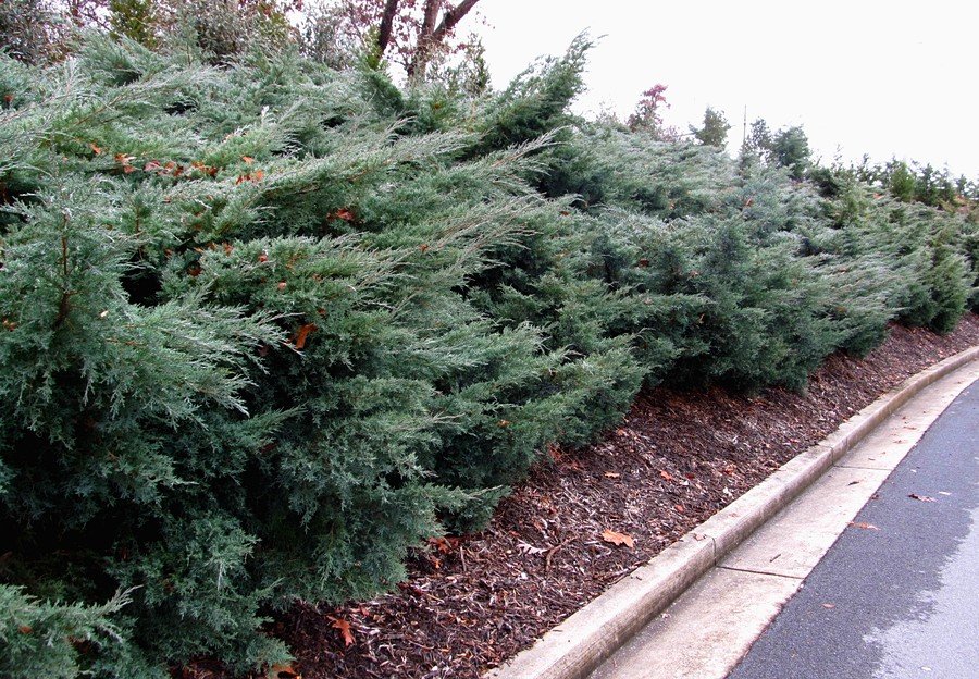 Можжевельник Виргинский Грей Оул С2 Н30 Можжевельник Виргинский Грей Оул С2 Н30