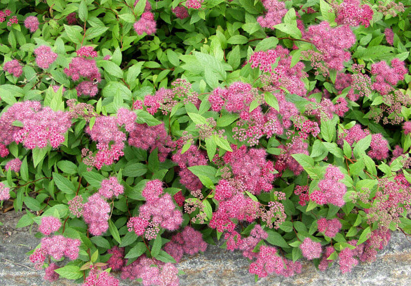 Спирея Фробели С2 Спирея Фробели С2