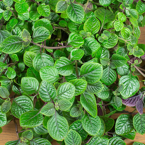 Плектрантус краснеющий Р9 Плектрантус краснеющий Р9