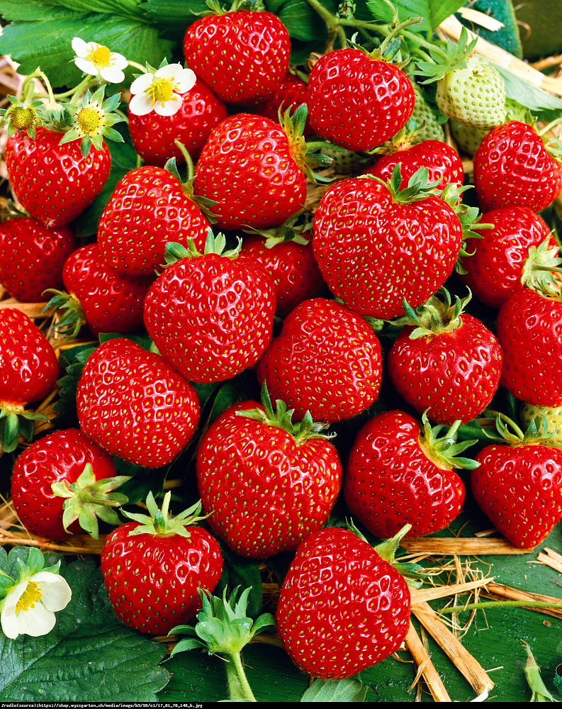 Земляника садовая (клубника) Зенга Зенгана кассета 6 ячеек Земляника садовая (клубника) Зенга Зенгана кассета 6 ячеек