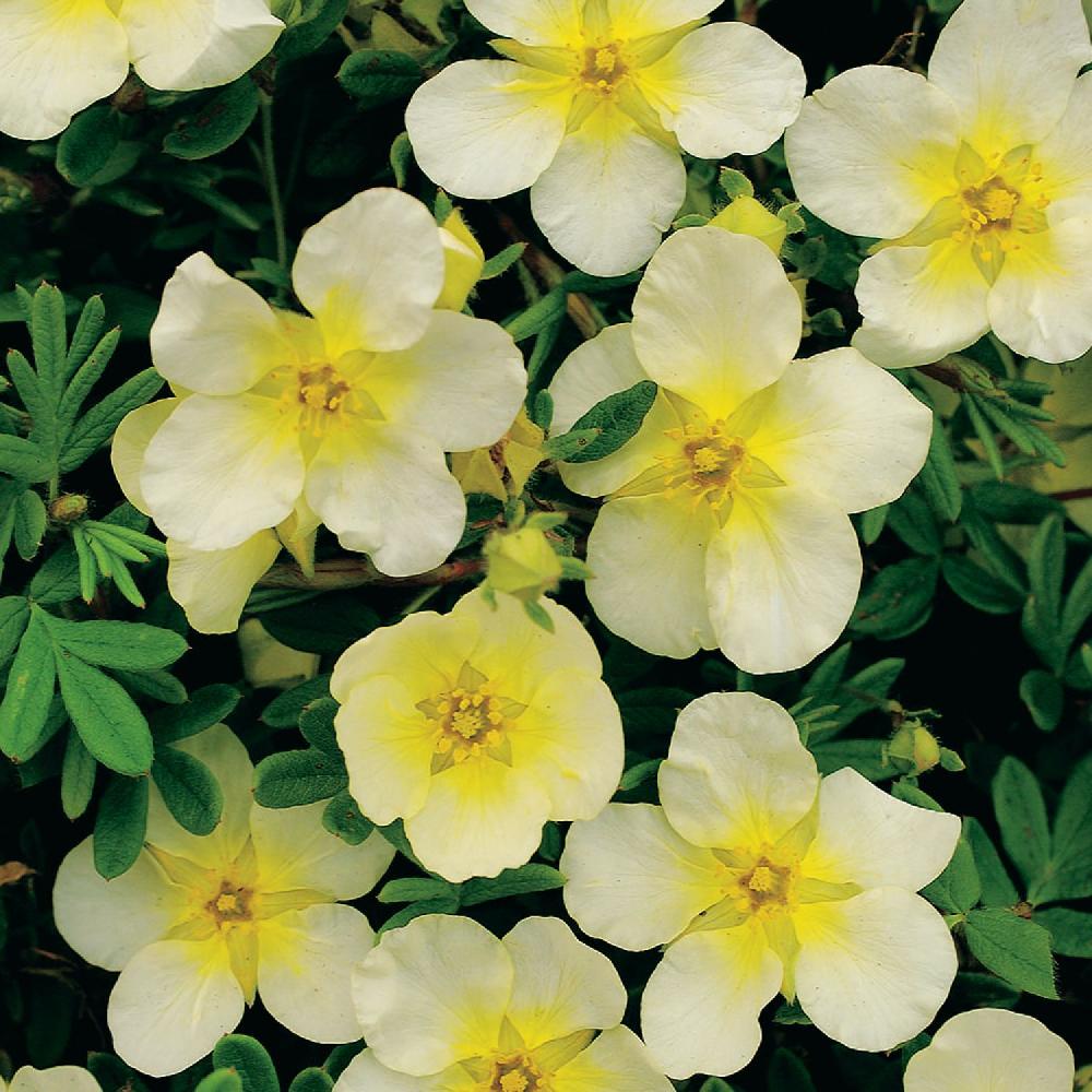 Лапчатка Лайм Лайт (желтая) Р9 Н10 Лапчатка Лайм Лайт (желтая) Р9 Н10