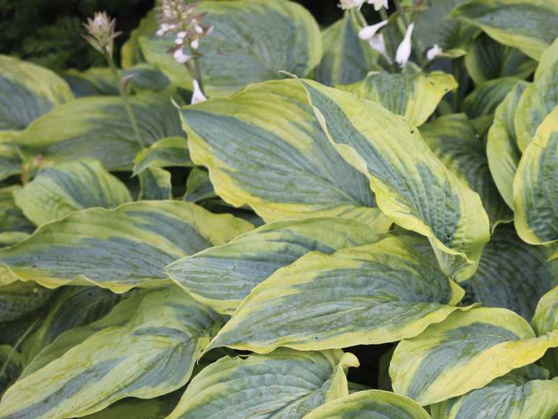 Хоста Алватин Тэйлор С2 Хоста Алватин Тэйлор С2