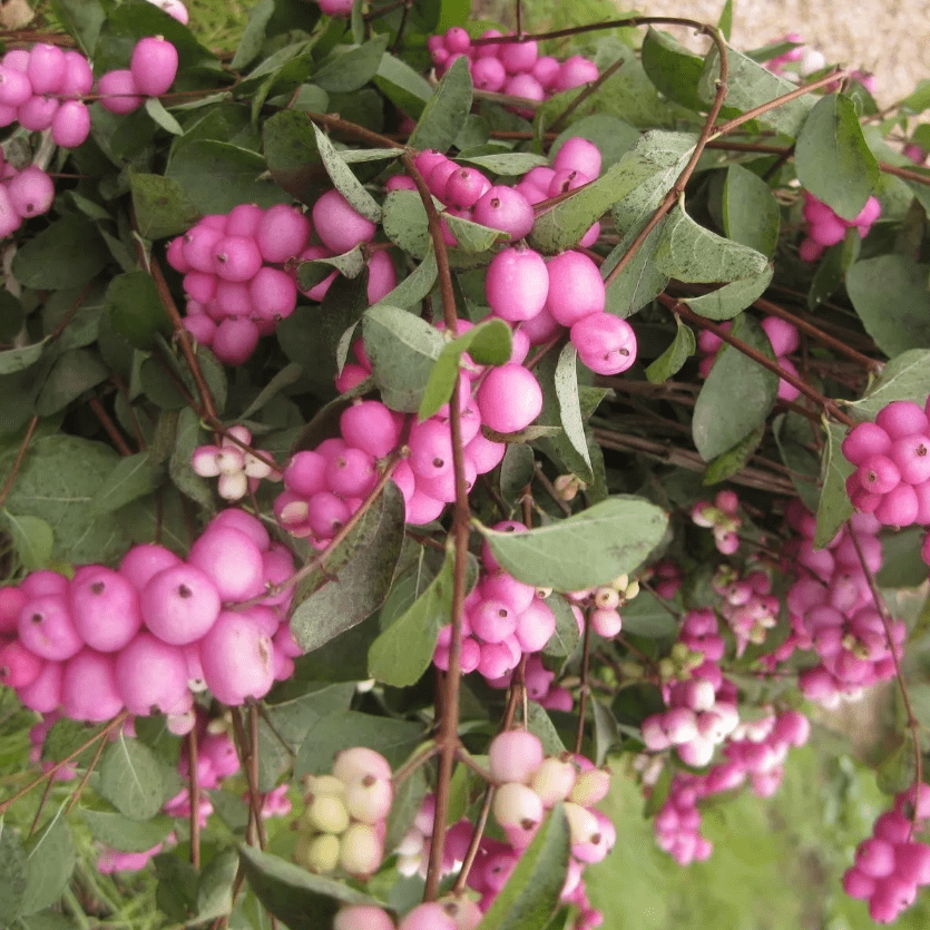 Снежноягодник розовый Хенаульта Хэнкок С3 Снежноягодник  розовый Хенаульта  Хэнкок С2 Н40