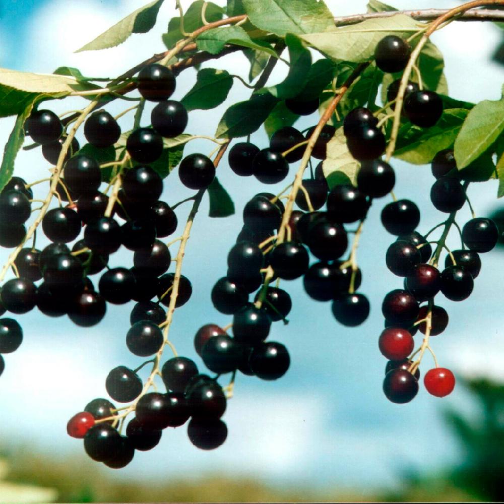 Черемуха Поздняя радость С4 Н40 Черемуха Поздняя радость С2 Н40