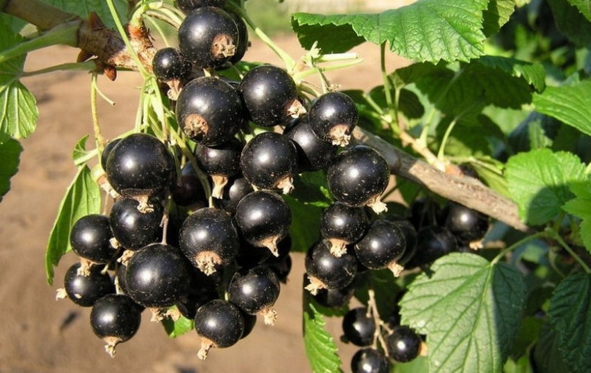 Смородина черная Оджебин, С3 Н50 Смородина черная Оджебин, С3 Н50