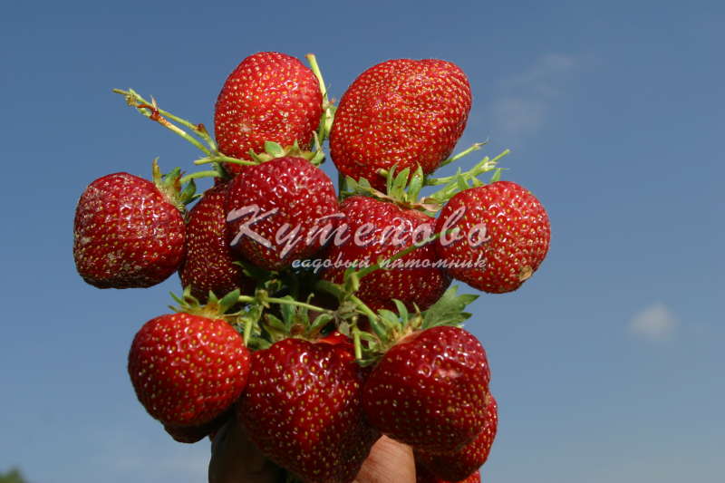 Земляника садовая (клубника) Елизавета 2 кассета 6 ячеек Земляника садовая (клубника) Елизавета 2 кассета 6 ячеек