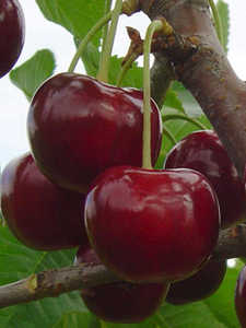 Вишнево-черешневый гибрид Чудо Вишня С7 Вишнево-черешневый гибрид Чудо Вишня С4 Н140