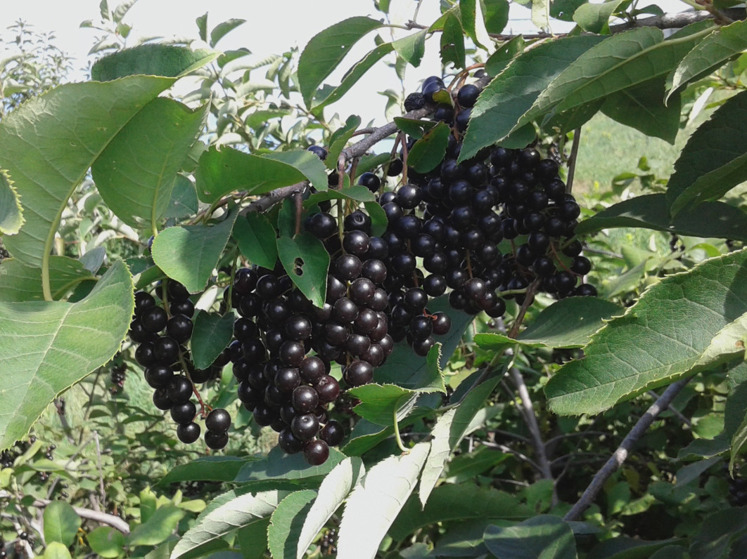 Черемуха Памяти Саламатова С7 Н180 Черемуха Памяти Саламатова С7 Н180